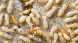 Termites of Betel Leaf