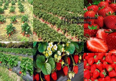 স্ট্রবেরি (Strawberry) চাষের আধুনিক কলাকৌশল ও বালাই ব্যবস্থাপনা