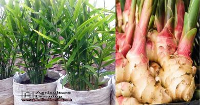 বস্তায় আদা চাষ পদ্ধতি ক্রমেই জনপ্রিয় হচ্ছে নওগাঁ জেলায় বস্তায় আদা চাষ পদ্ধতি ক্রমেই জনপ্রিয় হচ্ছে নওগাঁ জেলায়